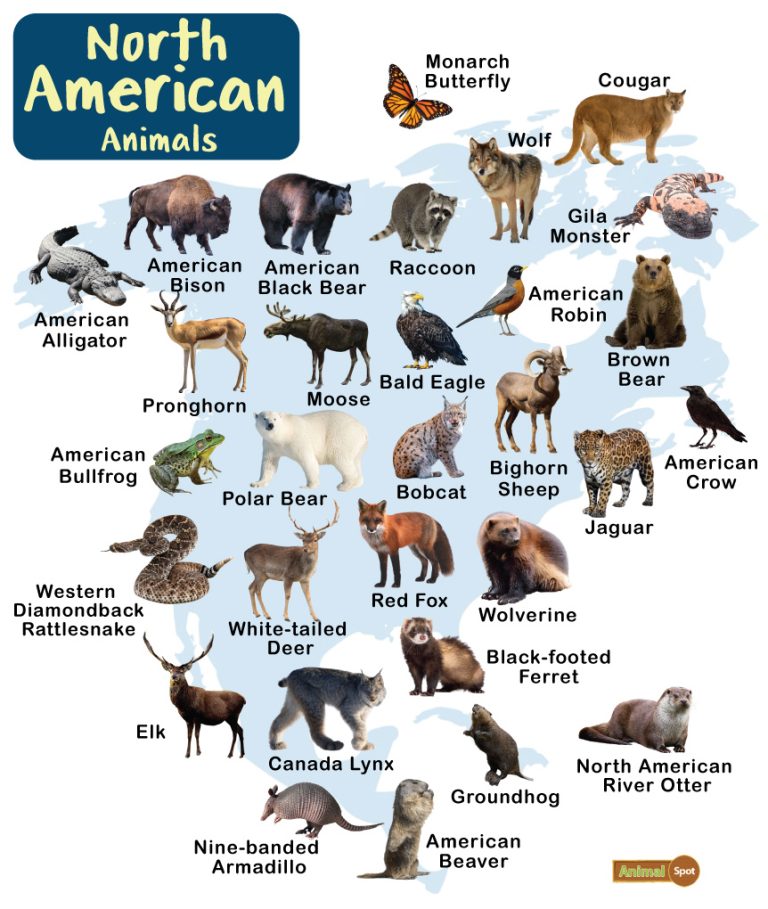 North American Animals Facts List Pictures