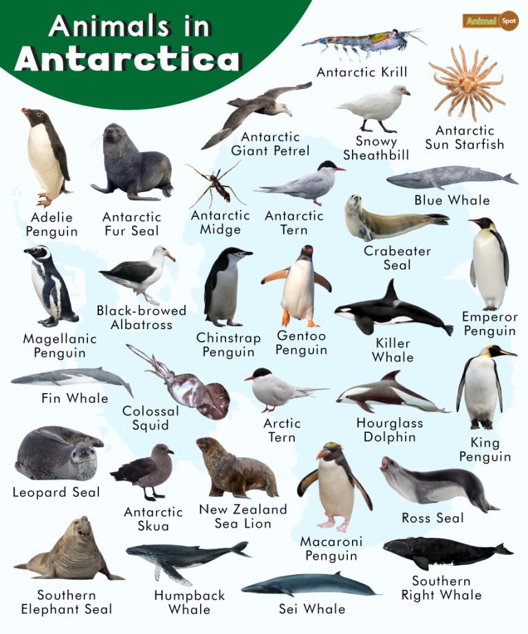 animals-in-antarctica-list-facts-and-pictures