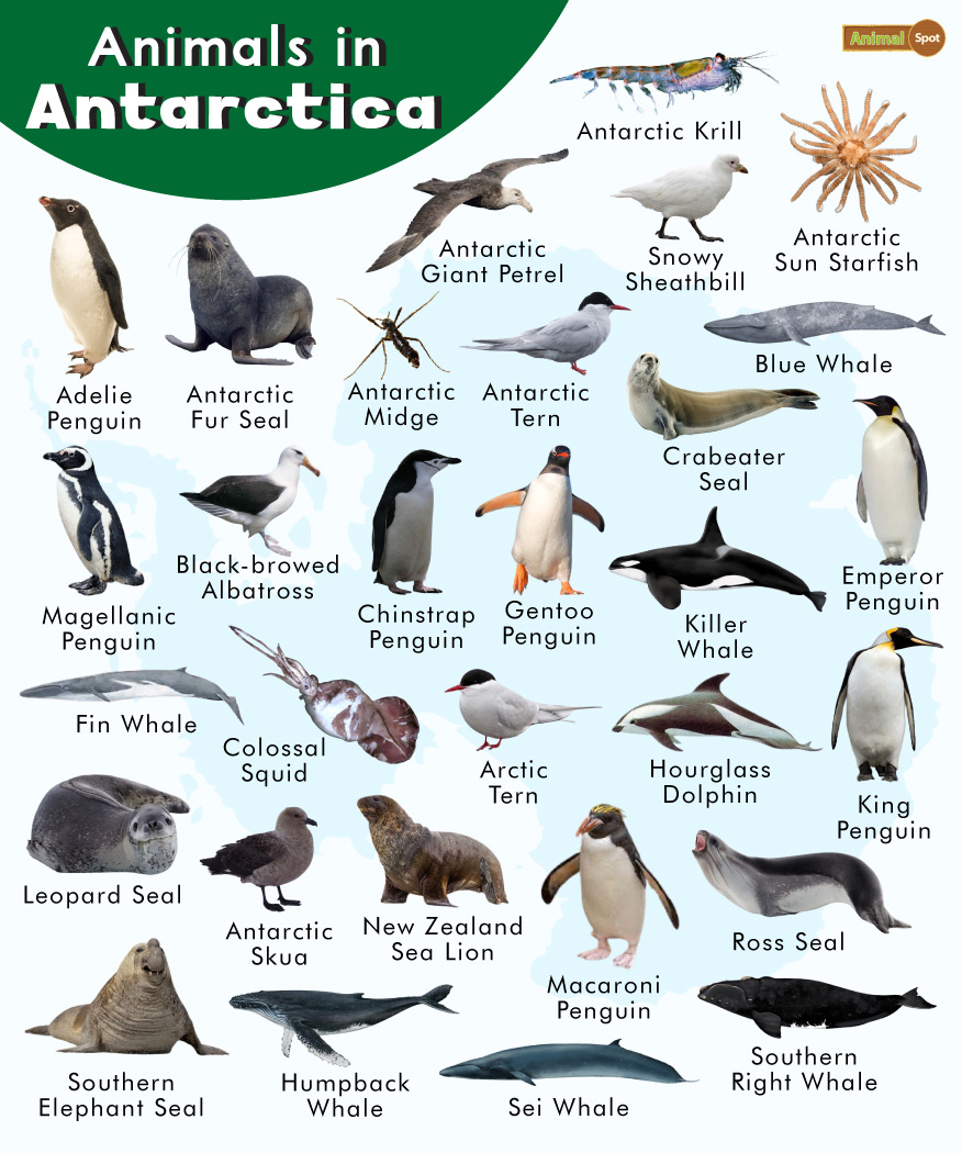 Top 165 Antarctic Animals And Birds Merkantilaklubben