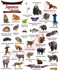 Japanese Animals List, Facts, and Pictures