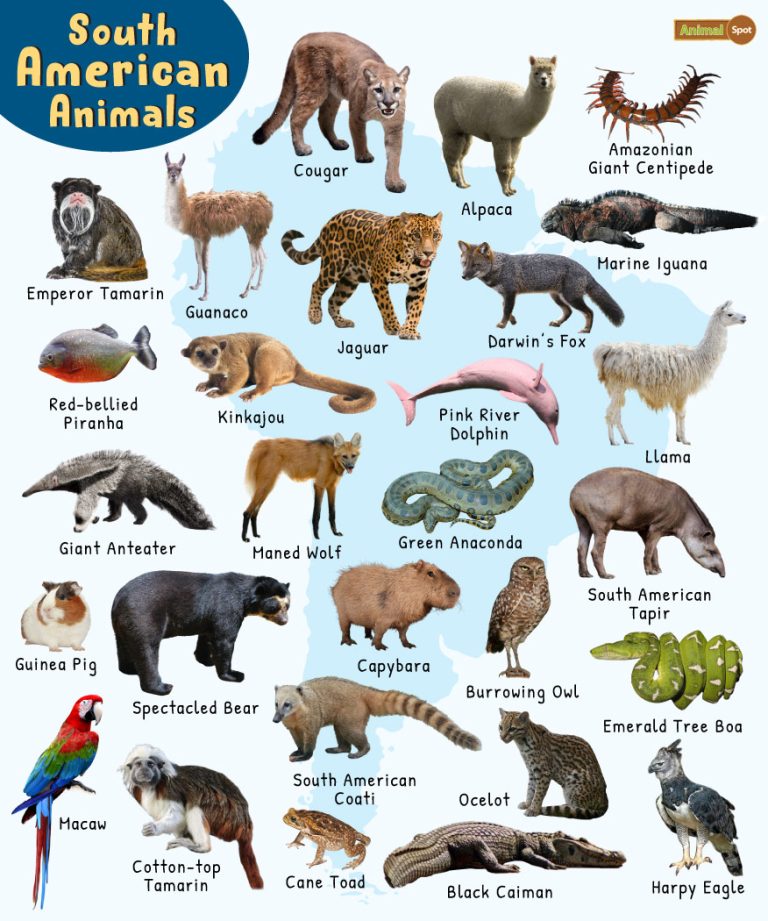 south-american-animals-list-facts-pictures