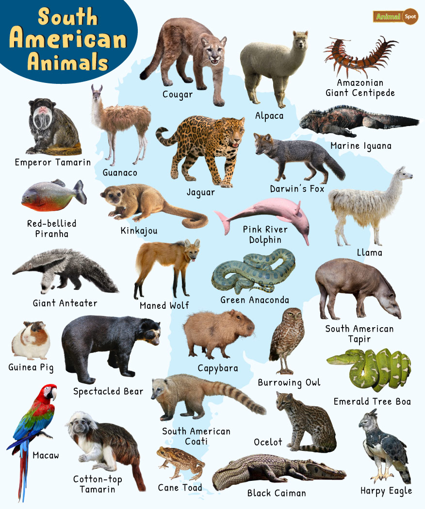 South American Animals - List, Facts, Pictures
