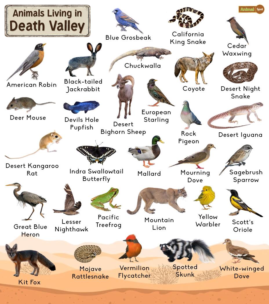 desert animals with names and pictures