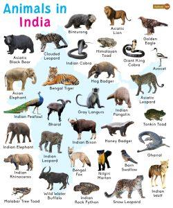 Animals in India: List and Facts with Pictures