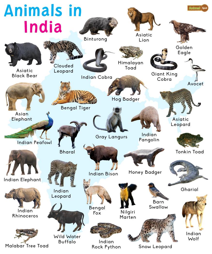 10 Types of Taiga Animals - AZ Animals