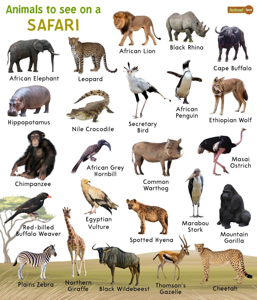 african animals names a z