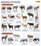 Hoofed Animals – Facts, List, Pictures