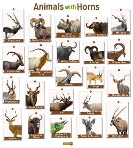 Animals with Horns: List and Facts with Pictures