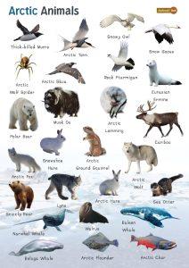 Arctic Animals: List And Facts with Pictures