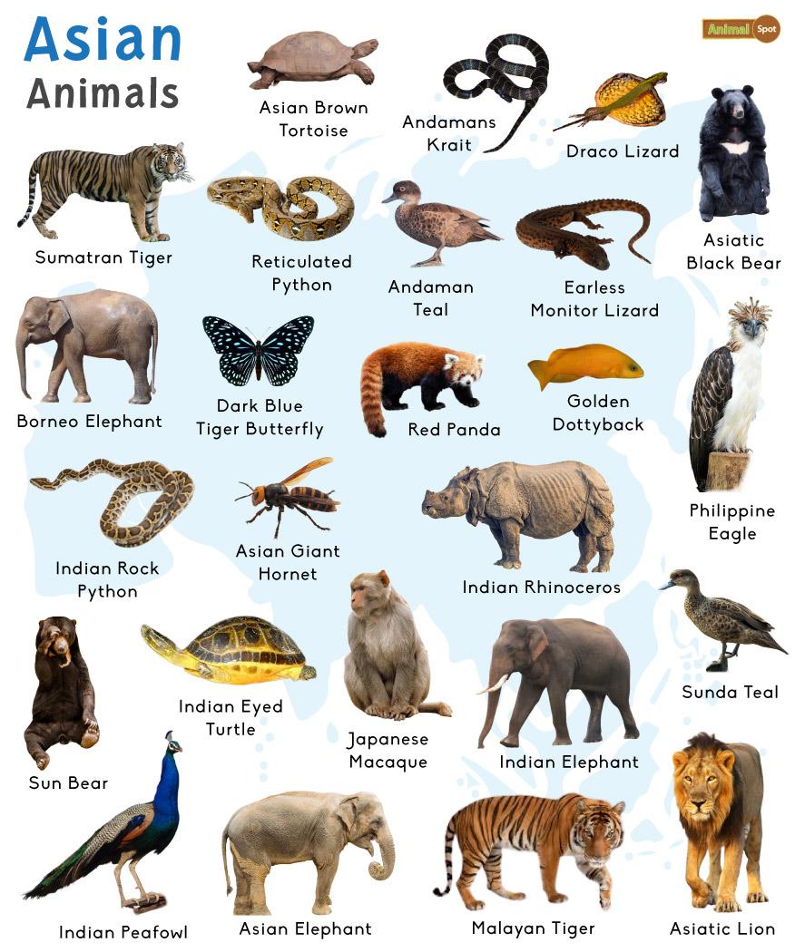 Top 107   List of animals that live in asia Lestwinsonline com