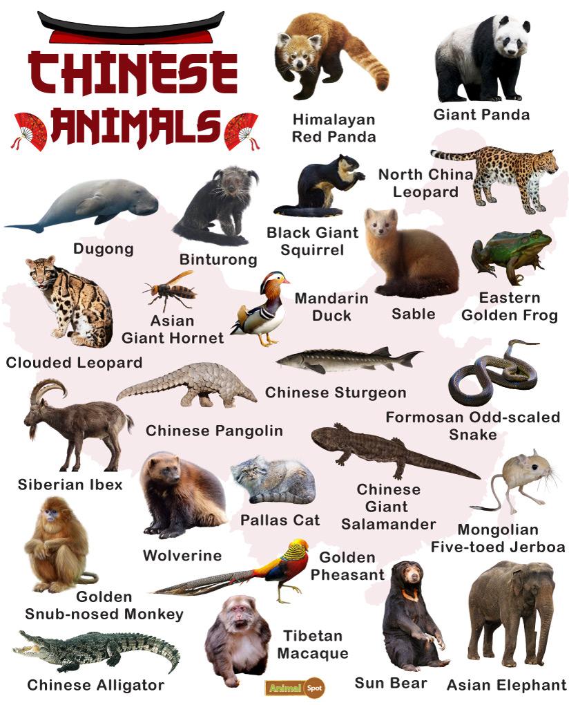 Chinese Animals Facts List Pictures