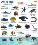 Coral Reef Animals – Facts, List, Pictures