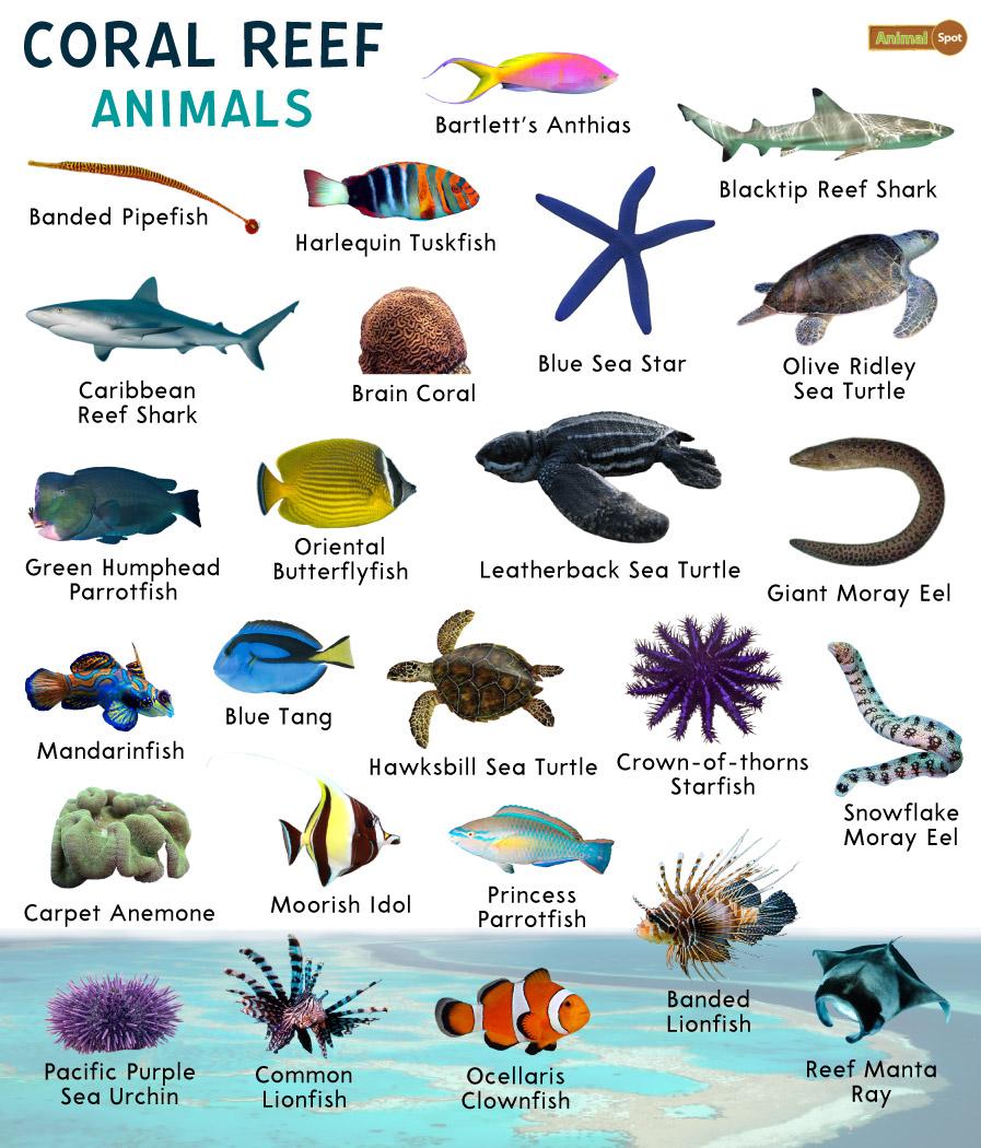 sea mammals list