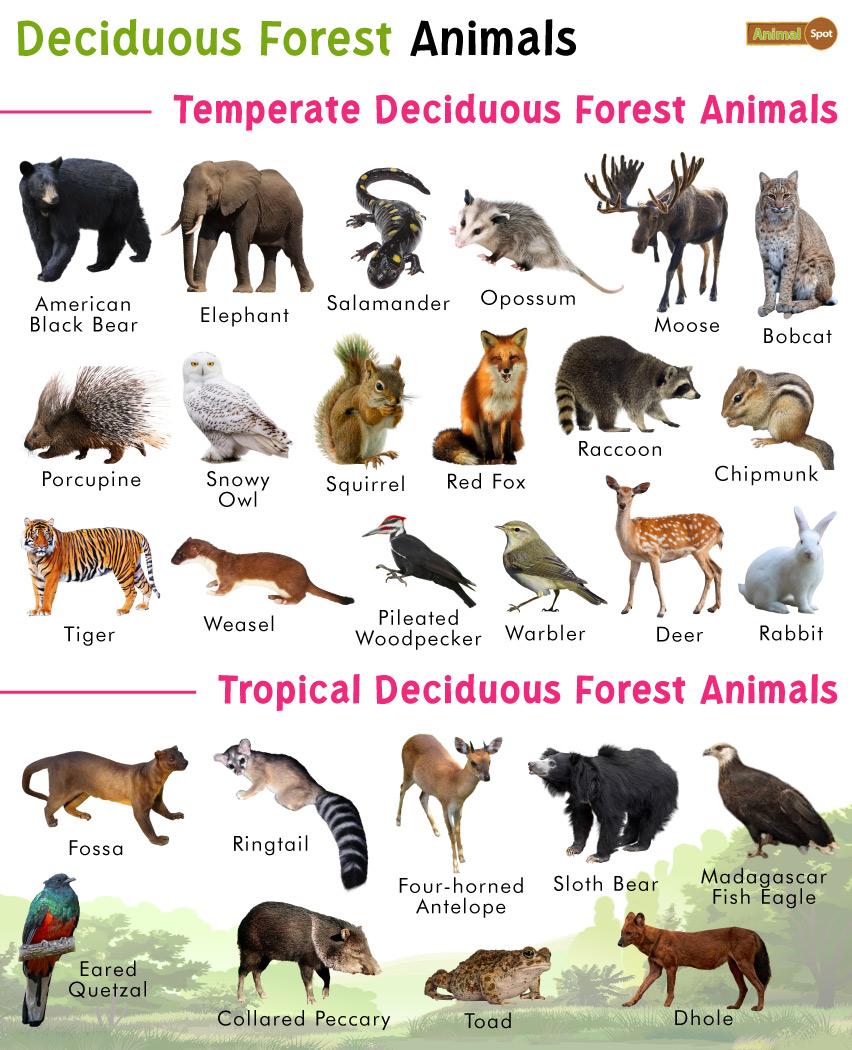 temperate deciduous forest animals