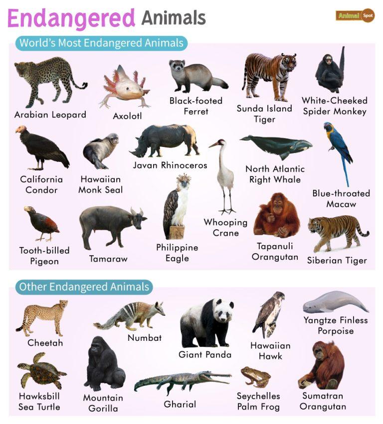 Endangered Animals : List With Pictures