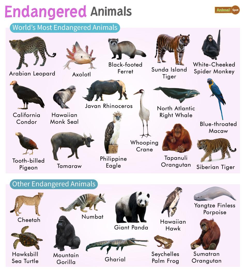 Endangered Animals List with Pictures