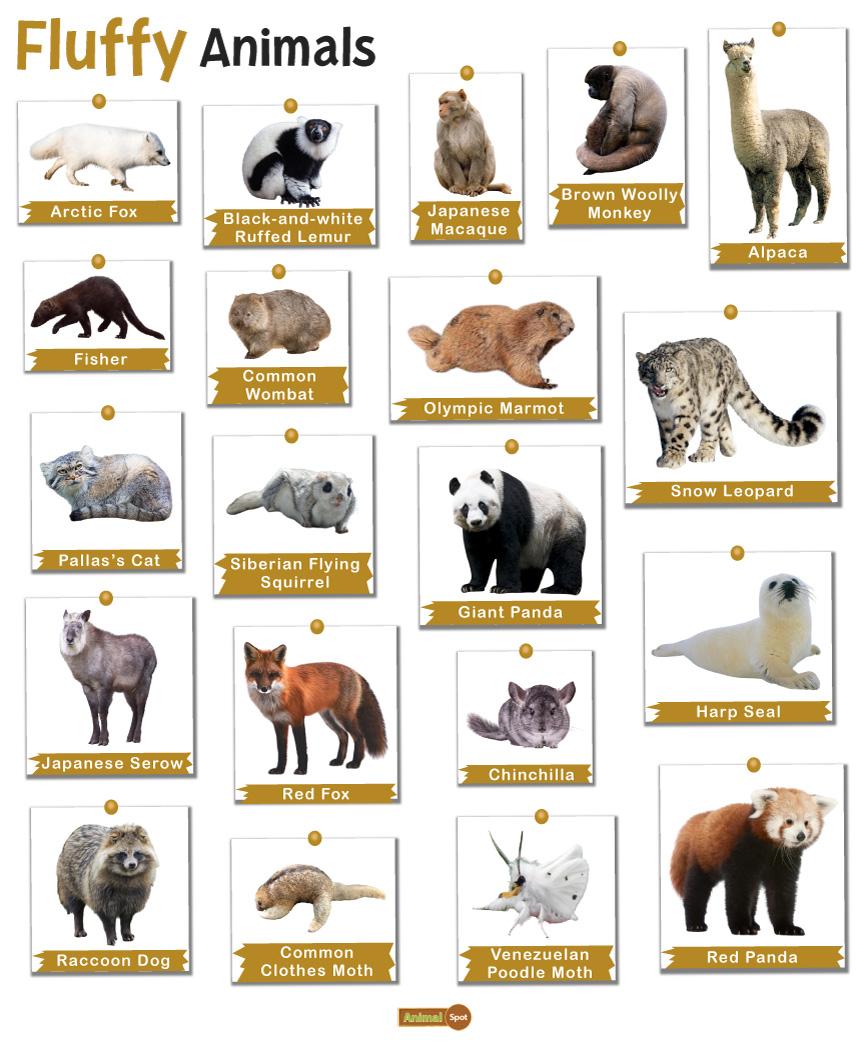 Which wild animal gets spotted more in your city than others? Here's the  list
