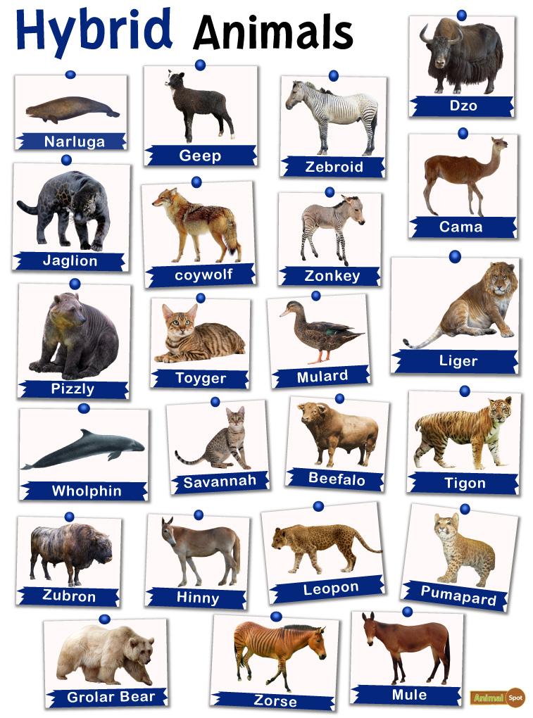 real animal hybrids list
