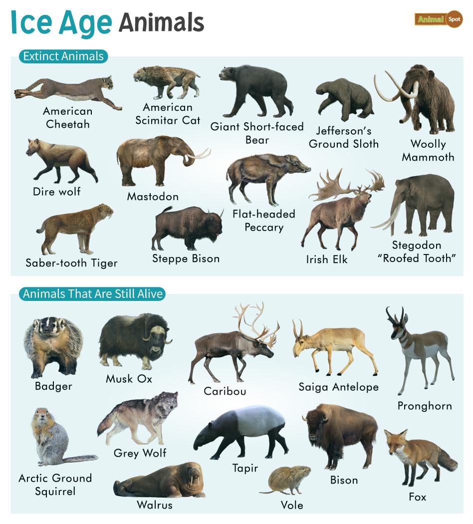 Ice Age Animals Facts, List, Pictures