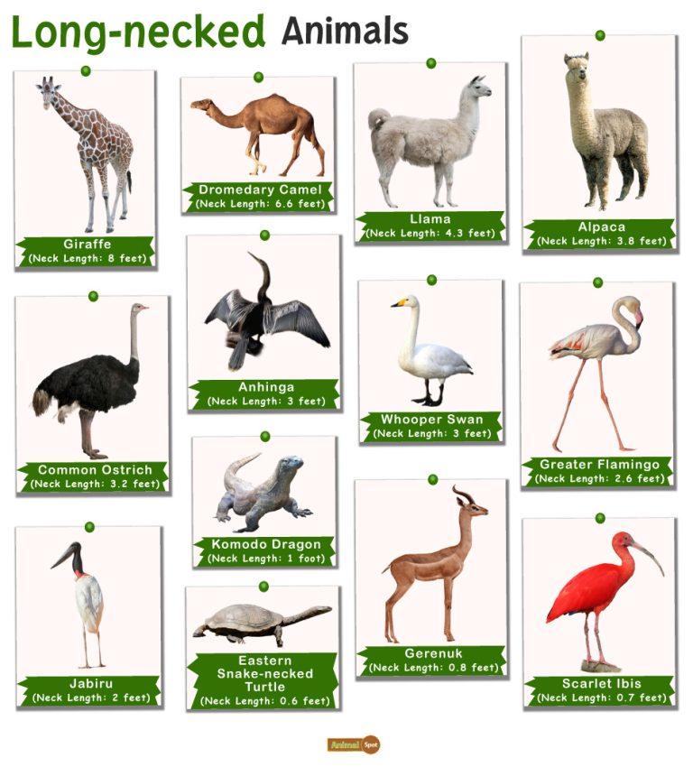 animals-with-long-necks-facts-list-pictures