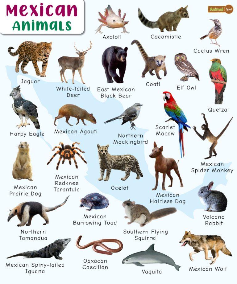 Mexican Animals – Facts, List, Pictures