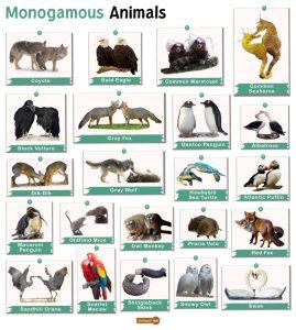 Monogamous Animals – Facts, List, Pictures