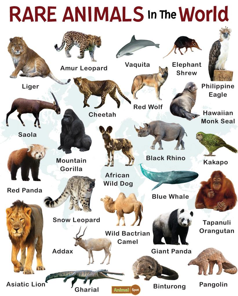 different types of animals in the world with names