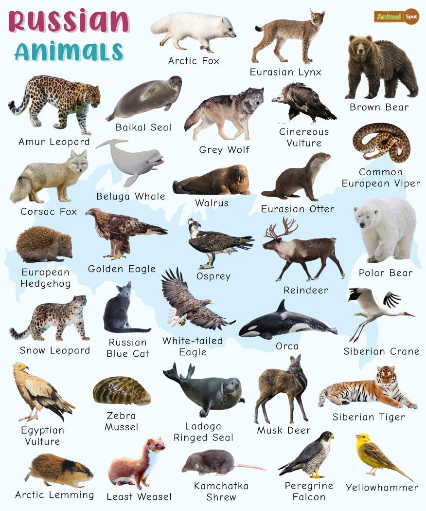 carnivorous animals list