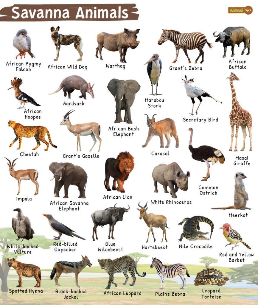 Savanna Animals List Facts Diet Adaptations And Pictures