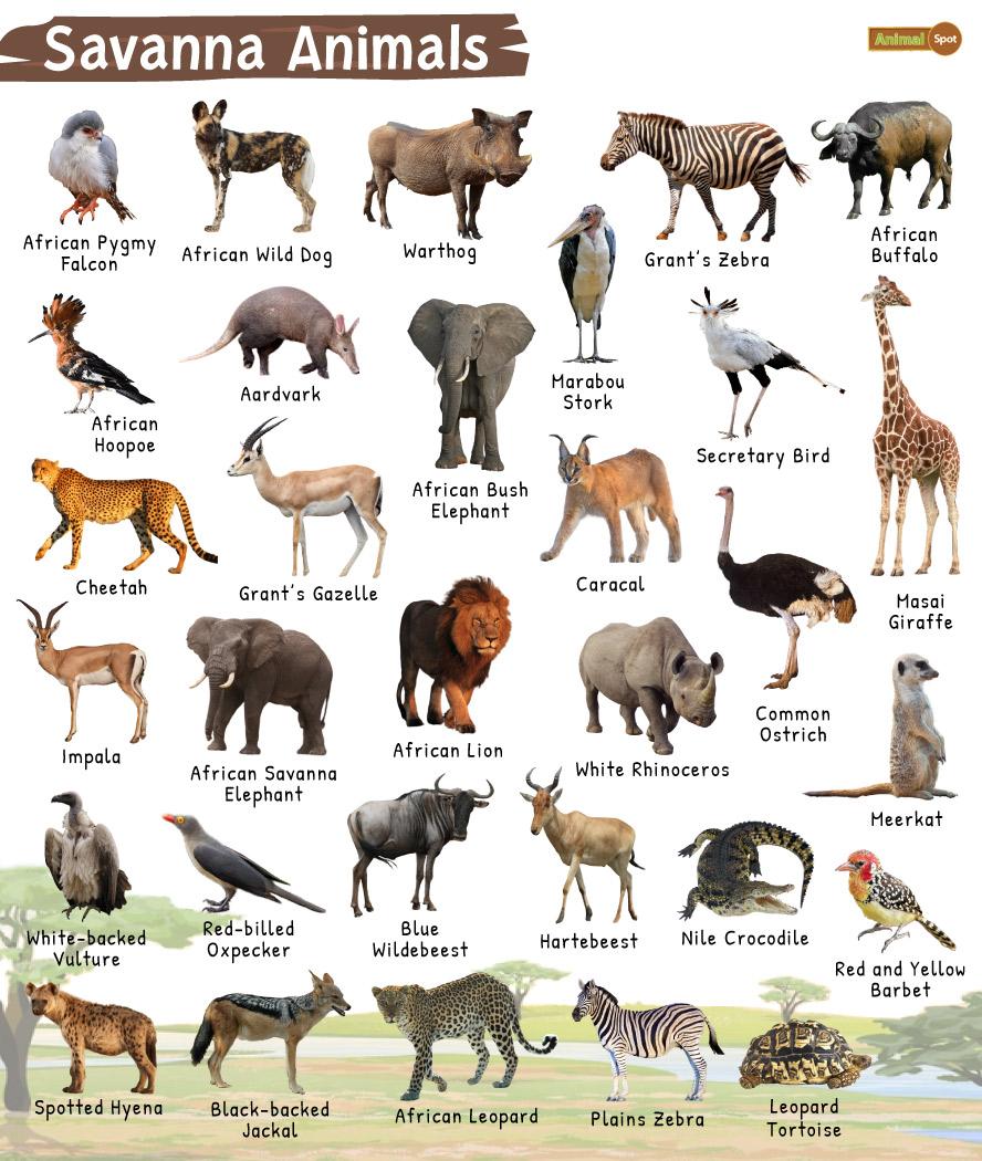 african animals names a z