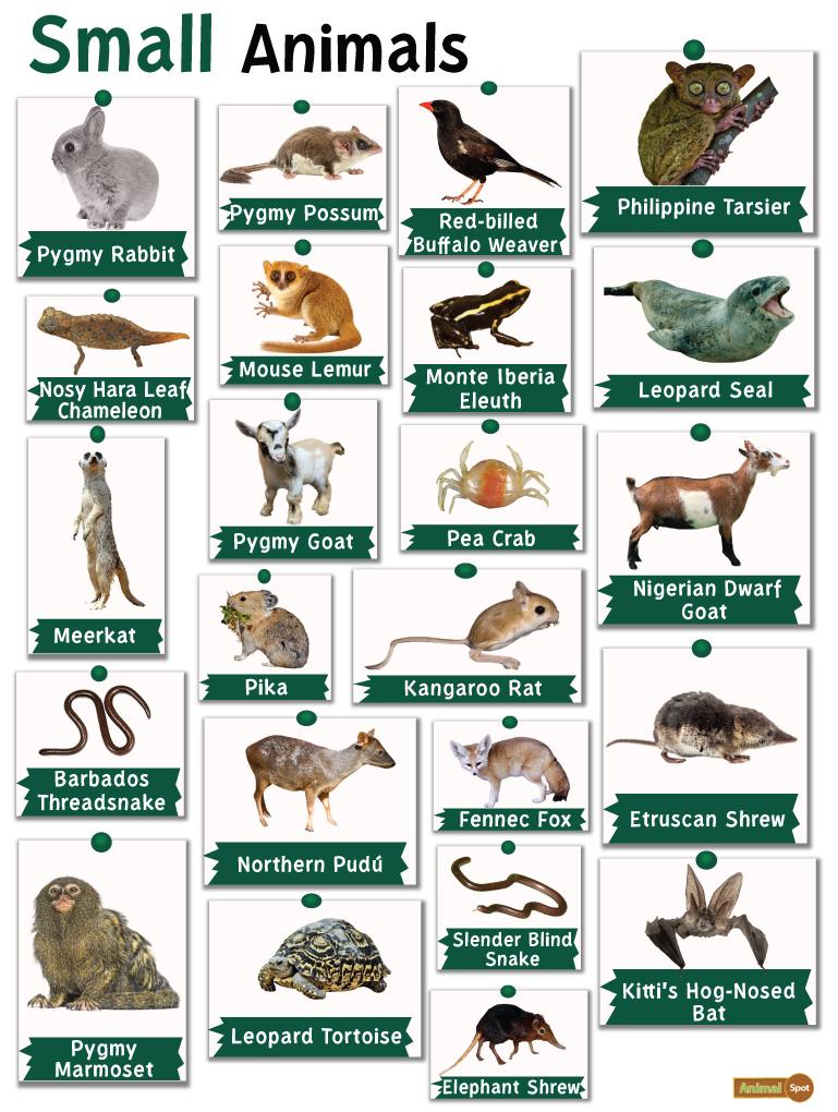 different types of animals in the world with names