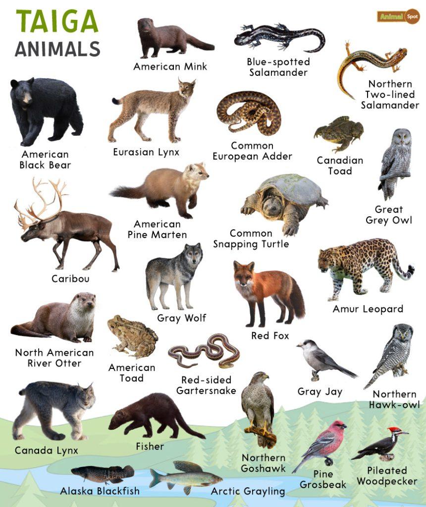 What types of animals live in a taiga biome?