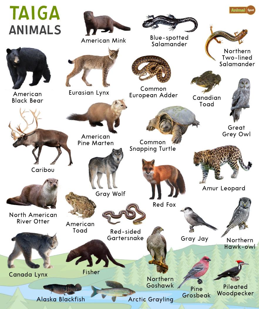 English Vocabulary For Taiga Animals