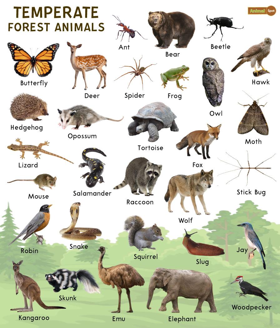 temperate deciduous forest animals