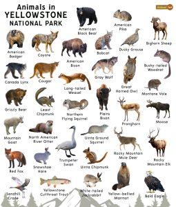 Yellowstone Animals – Facts, List, Pictures