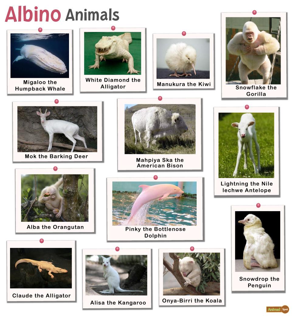 Pin on True Albino Animals