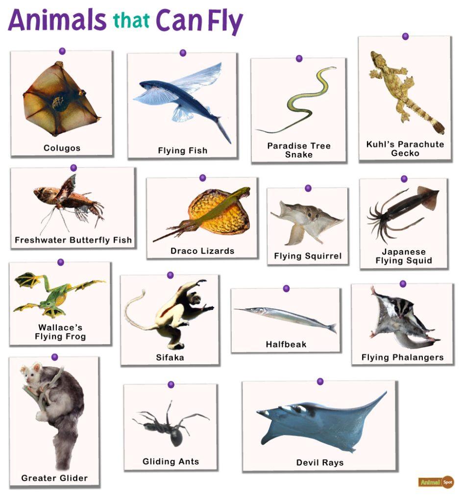 Flying Animals List And Facts With Pictures