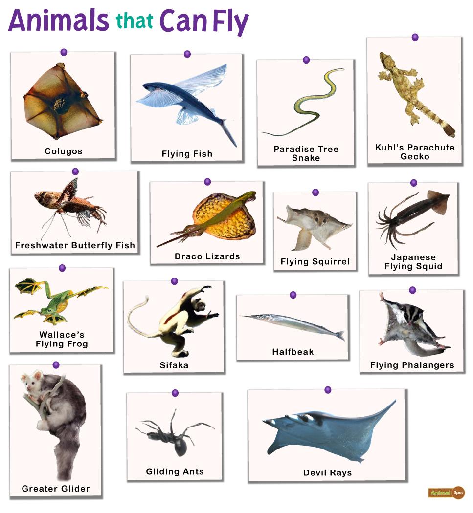 Air Animals With Names