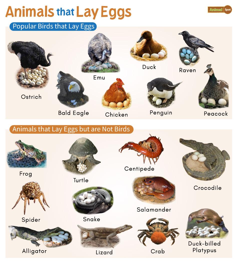 mammals that lay eggs list
