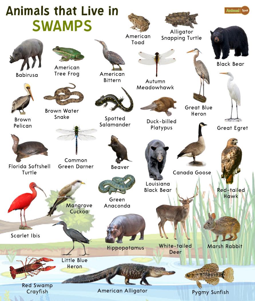animals that live in the wetlands