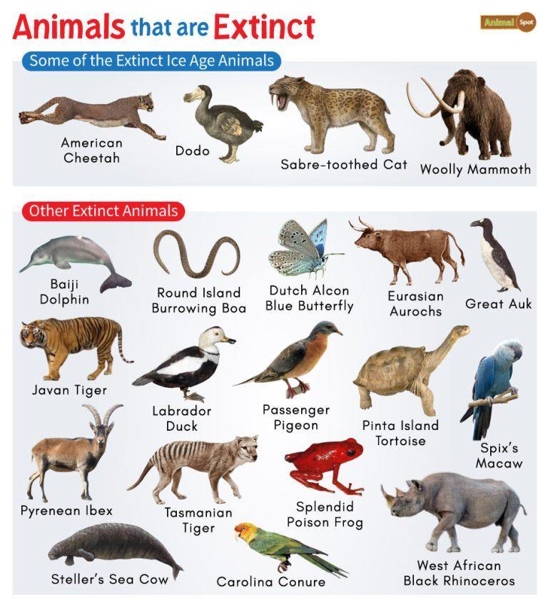 Extinct Animals List and Facts with Pictures