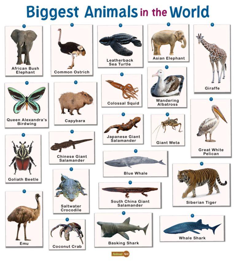 Biggest Animals in the World: List and Facts with Pictures