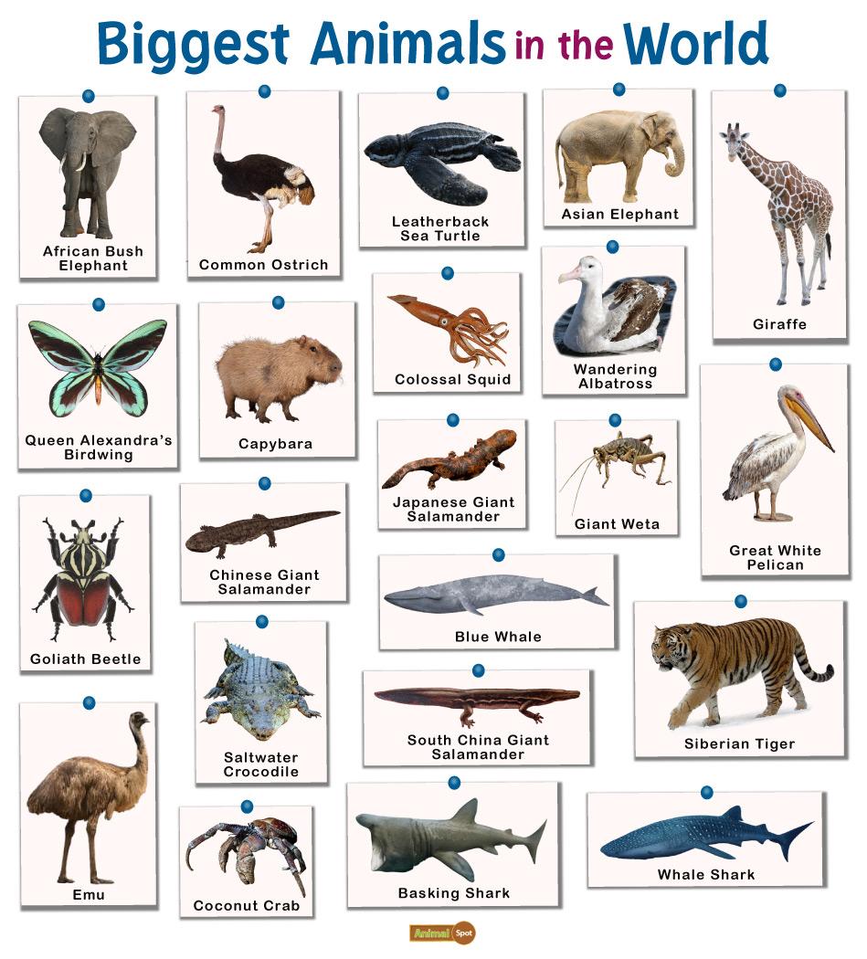 biggest animals in the world