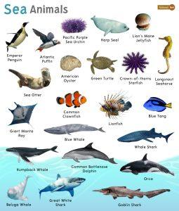 Sea Animals – Facts, List, Pictures