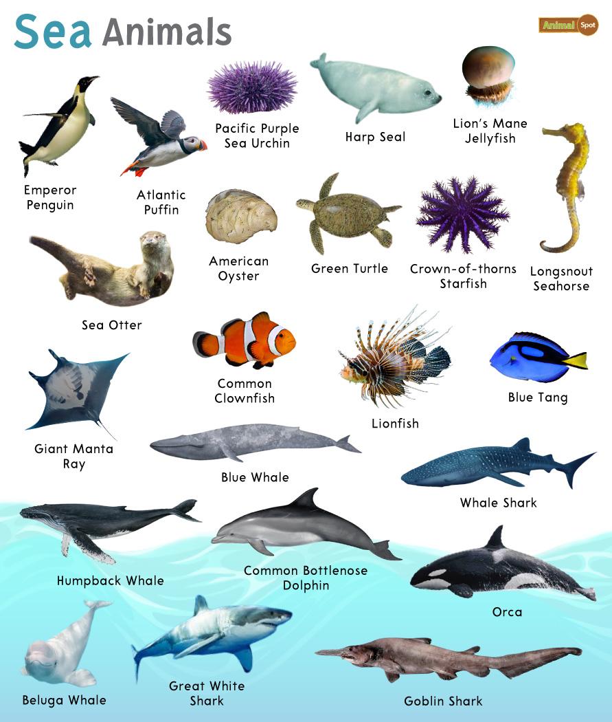 seashore-animals-name