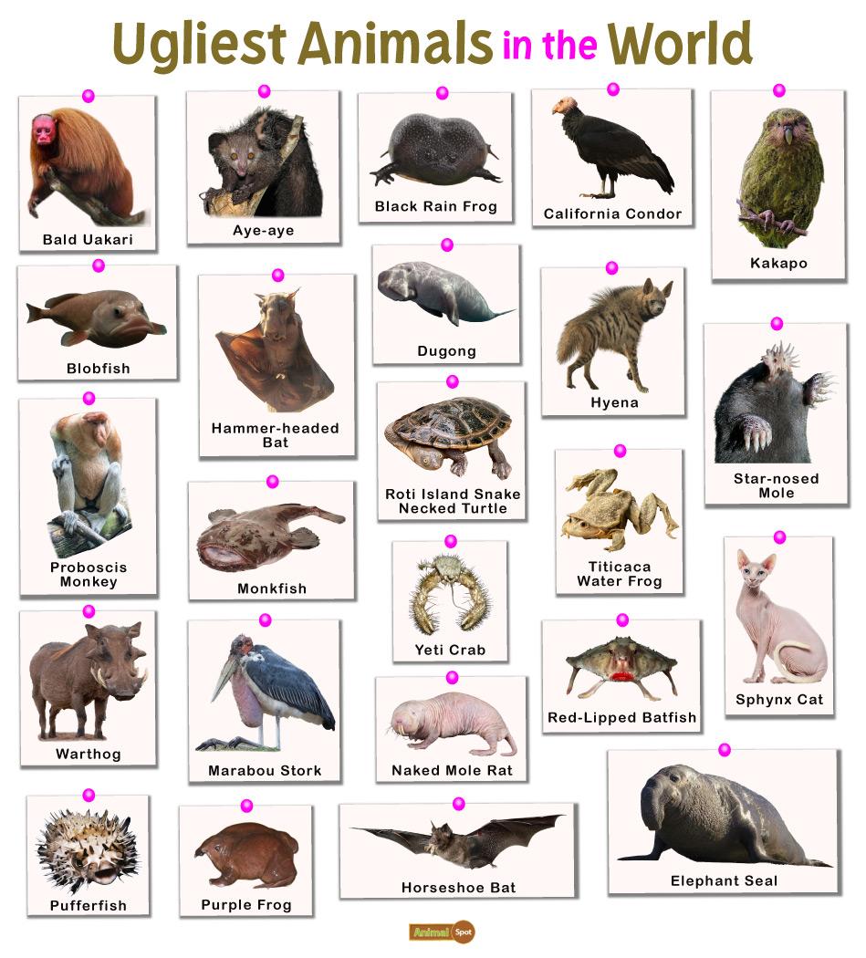 worlds ugliest animals top ten