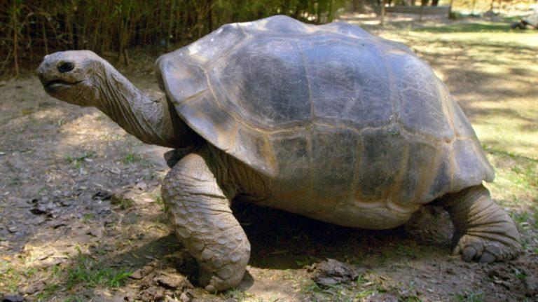 Gopher Tortoise - Description, Life Span, Reproduction, Habitat and ...