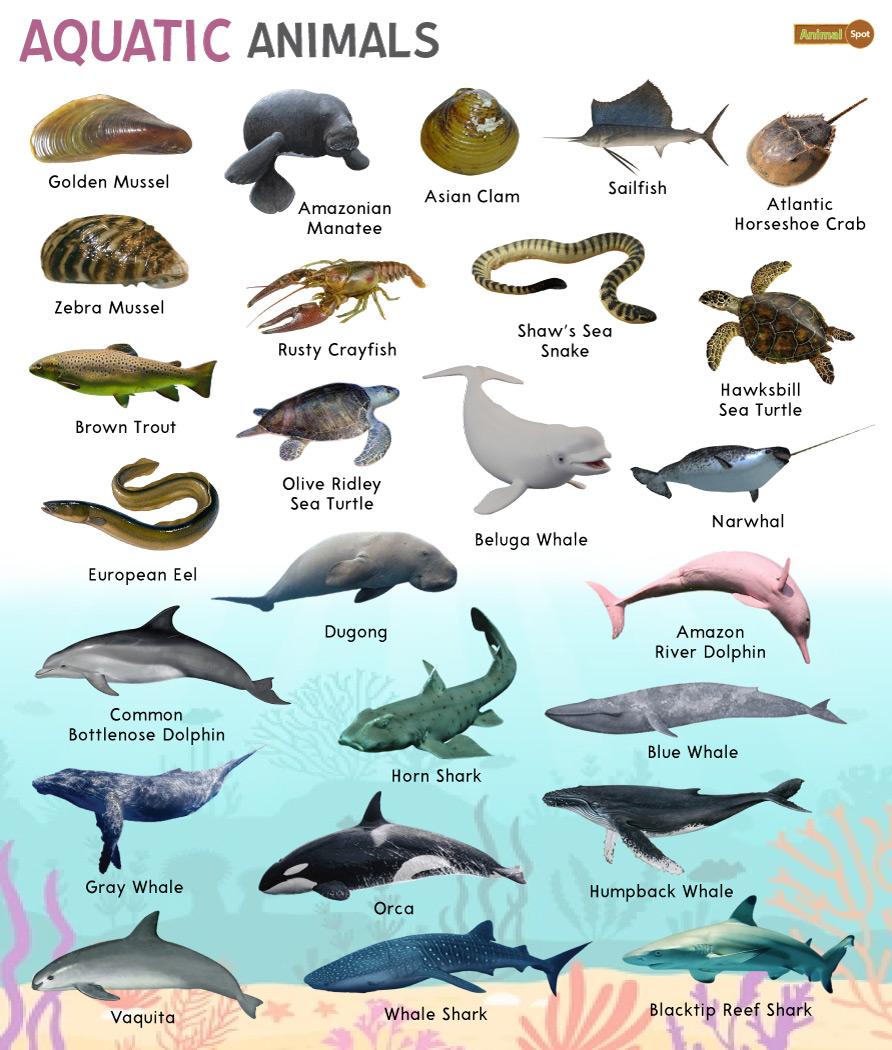 Aquatic Animals Facts List Pictures