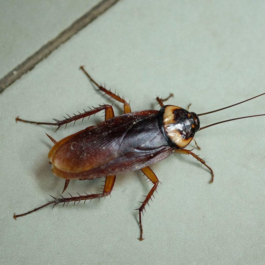 Cockroach Facts, Types, Diet, Reproduction, Classification, Pictures