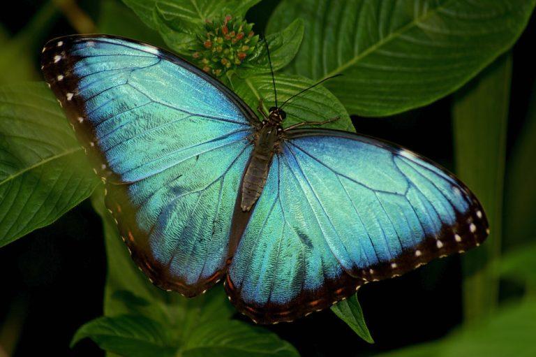 Blue Morpho Butterfly– Facts, Size, Habitat, Pictures